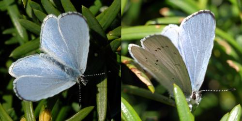 Réf. 280 707 : Celastrina argiolus